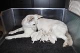 TETER - BERGER BLANC SUISSE 006